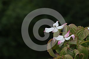 Chinese dogwood,Comus Kousa with inflorescence photo