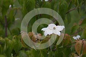 Chinese dogwood,Comus Kousa with inflorescence photo