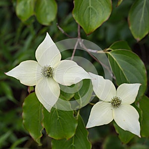 Chinese dogwood photo