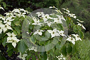 Chinese dogwood photo