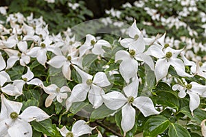 Chinese dogwood flower at the Botanical garden of Vacratot, Hungary