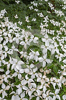 Chinese dogwood flower at the Botanical garden of Vacratot, Hungary