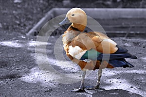 Chinese duck 2 photo