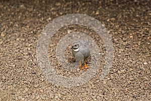 Chinese dwarf quails peck in the ground