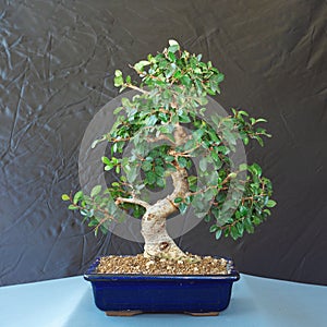 Chinese elm beautiful bonsai