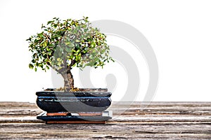 Chinese elm bonsai in blue bowl on wooden board