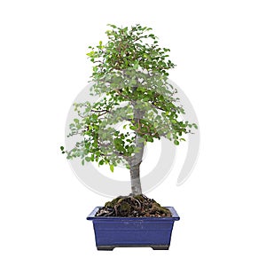 Chinese elm bonsai in early spring