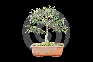 Chinese elm bonsai on training pot