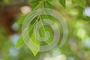 Chinese elm lacebark elm leaf up close