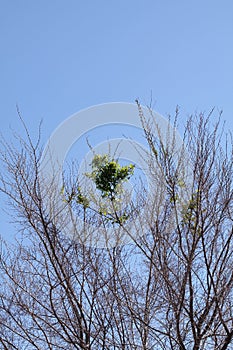 Chinese elm lacebark elm in spring