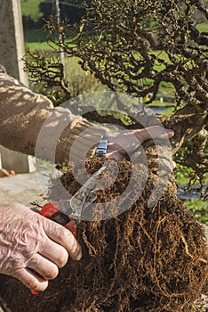 Repotting bonsai, chinese elm  ulmus parviflora