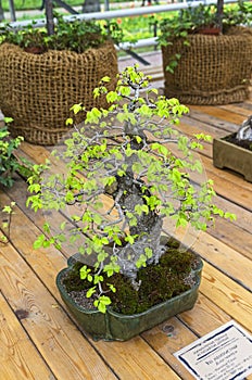 Chinese Elm Ulmus parvifolia - Bonsai in the style of