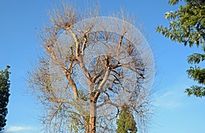 Chinese Elm Ulmus parvifolia in Laguna Woods, California.