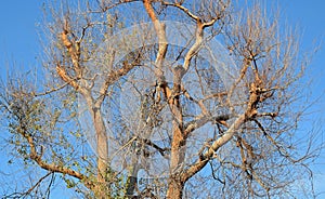 Chinese Elm Ulmus parvifolia in Laguna Woods, California.