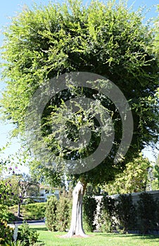 Chinese Elm Ulmus parvifolia in Laguna Woods, California.