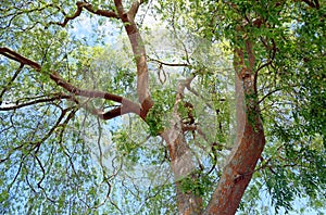 Chinese Elm Ulmus parvifolia in Laguna Woods, California.