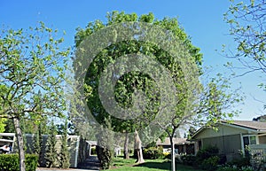 Chinese Elm Ulmus parvifolia in Laguna Woods, California. photo