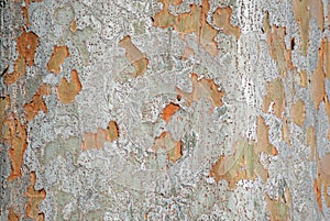 Chinese Elm Ulmus parvifolia trunk bark.