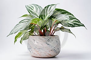 Chinese Evergreen Aglaonema In A White Pot On A White Background. Generative AI