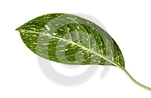 Chinese evergreen foliage Aglaonema `Golden Bay` leaves, Exotic tropical leaf, isolated on white background with clipping path