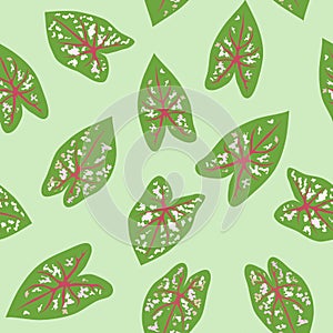 Chinese Evergreens Aglaonema Seamless Background Vector SVG