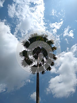 Chinese fan palm or fountain palm (Livistona chinensis) tree against the blue sky