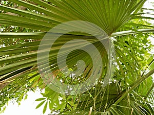 CHINESE FAN PALM /LIVESTONA CHINENSES