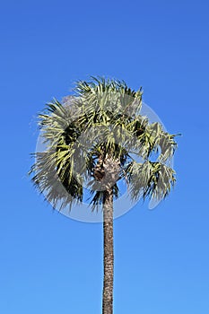 Chinese fan palm, Livistona chinensis, Belo Horizonte, Brazil