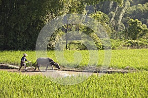 Chinese farmer and his buffalo working in a rice field