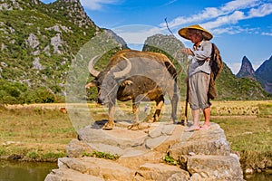Chinese farmer walking with water buffalo on bridge