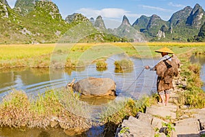 Chinese farmer with water buffalo, China.