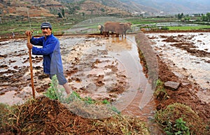 Chinese farmer works rice field