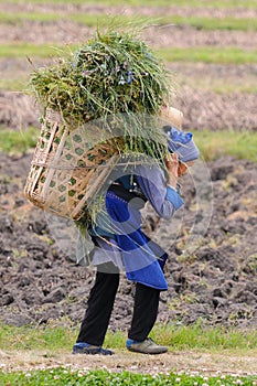 Chinese farmer works in a rice field