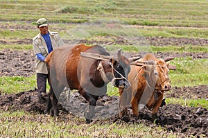 Chinese farmer works in a rice field