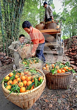 Chinese farmers unload truck with oranges in wicker baskets, Guangxi.