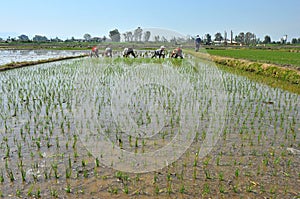 Chinese farmers work rice field