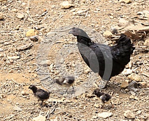 Chinese female black chicken with chick