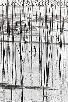 A Chinese fisher fishing intertidal zone