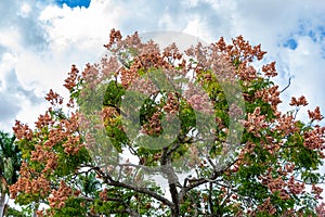 Chinese flame tree Koelreuteria bipinnata - Davie, Florida, USA