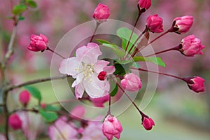 Chinese flowing crabapples blossom