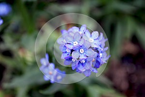 Chinese forget-me-not, Cynoglossum amabile