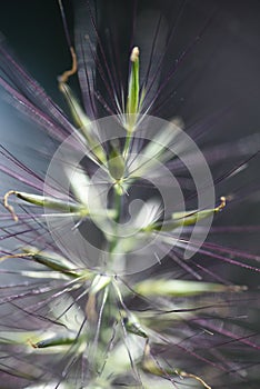 The Chinese fountain grass photo