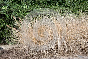 Chinese Fountain grass Pennisetum alopecuroides, flower spikes and grass in autumn