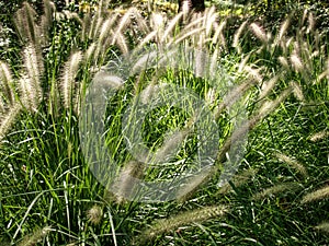 Chinese Fountain Grass at Sarah P. Duke Gardens in Durham, North Carolina