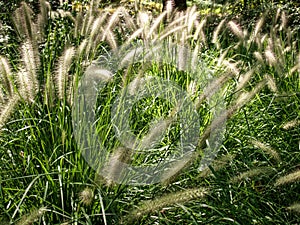 Chinese Fountain Grass at Sarah P. Duke Gardens in Durham, North Carolina photo