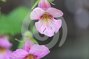 Chinese foxglove Rehmannia elata, close-up of pink flower
