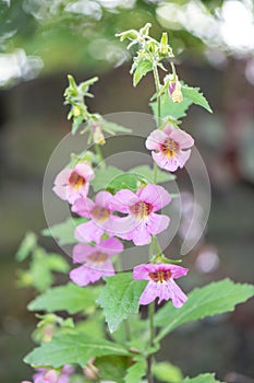 Chinese foxglove Rehmannia elata, pink flowering racemes