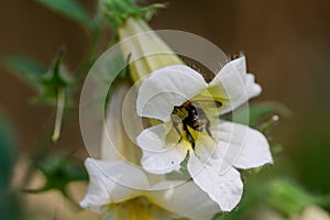 Chinese foxglove Rehmannia hybrid Schneetiger yellow-blotched white tubular flower with bumblebee