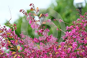 Chinese fringe bush used for hedging. Hamamelidaceae evergreen tree. photo