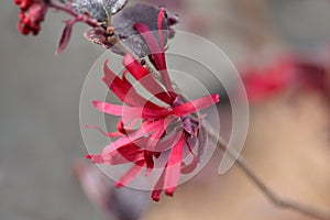 Chinese fringe flower Ever Red photo